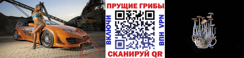 купить закладку Ставрополь Псилоцибиновые грибы мицелий